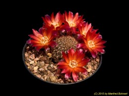 Sulcorebutia steinbachii v. hoffmannii WR612-6 2184